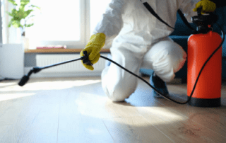 Pest Prevention and Hygiene Guide